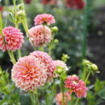 Uroczyste otwarcie Ogrodu Botanicznego. Kwiaty w ogrodzie. Dalie  / Marzena Mąkosa / Radio Kielce