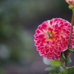 Uroczyste otwarcie Ogrodu Botanicznego. Kwiaty w ogrodzie. Dalie  / Marzena Mąkosa / Radio Kielce