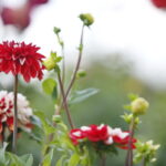 Uroczyste otwarcie Ogrodu Botanicznego. Kwiaty w ogrodzie. Dalie  / Marzena Mąkosa / Radio Kielce