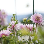 Uroczyste otwarcie Ogrodu Botanicznego. Kwiaty w ogrodzie. Dalie  / Marzena Mąkosa / Radio Kielce