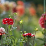 Uroczyste otwarcie Ogrodu Botanicznego. Kwiaty w ogrodzie. Dalie  / Marzena Mąkosa / Radio Kielce