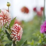 Uroczyste otwarcie Ogrodu Botanicznego. Kwiaty w ogrodzie. Dalie  / Marzena Mąkosa / Radio Kielce