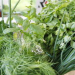 Śniadanie w ogrodzie Radia Kielce / Marzena Mąkosa / Radio Kielce