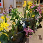 Wystawa lilii w Kieleckim Centrum Kultury / Wiktor Dziarmaga / Radio Kielce