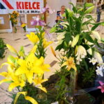 Wystawa lilii w Kieleckim Centrum Kultury / Wiktor Dziarmaga / Radio Kielce