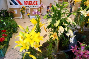Wystawa lilii w Kieleckim Centrum Kultury / Wiktor Dziarmaga / Radio Kielce