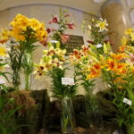 Wystawa lilii w Kieleckim Centrum Kultury / Wiktor Dziarmaga / Radio Kielce
