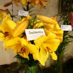 Wystawa lilii w Kieleckim Centrum Kultury / Wiktor Dziarmaga / Radio Kielce