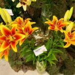 Wystawa lilii w Kieleckim Centrum Kultury / Wiktor Dziarmaga / Radio Kielce