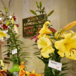 Wystawa lilii w Kieleckim Centrum Kultury / Wiktor Dziarmaga / Radio Kielce