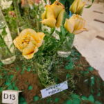 Wystawa lilii w Kieleckim Centrum Kultury / Wiktor Dziarmaga / Radio Kielce