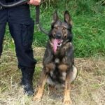 Solec - Zdrój. Pies Zina razem z sierżantem sztabowym Robertem Nalepą uratował życie 60-letniemu  mężczyźnie / świętokrzyska policja