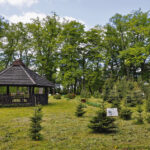 Arboretum Dendrologiczne w Drugni / Paweł Zarzyński i Robert Tomusiak / lasy.gov.pl