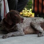 Kazimierza Wielka. Pierwsza Kazimierska Parada Psów / Kamil Włosowicz / Radio Kielce