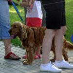 Kazimierza Wielka. Pierwsza Kazimierska Parada Psów / Kamil Włosowicz / Radio Kielce