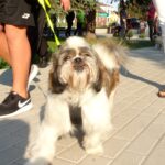 Kazimierza Wielka. Pierwsza Kazimierska Parada Psów / Kamil Włosowicz / Radio Kielce