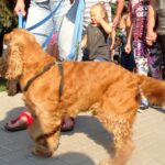 Kazimierza Wielka. Pierwsza Kazimierska Parada Psów / Kamil Włosowicz / Radio Kielce