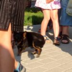 Kazimierza Wielka. Pierwsza Kazimierska Parada Psów / Kamil Włosowicz / Radio Kielce