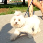 Kazimierza Wielka. Pierwsza Kazimierska Parada Psów / Kamil Włosowicz / Radio Kielce