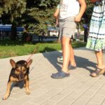 Kazimierza Wielka. Pierwsza Kazimierska Parada Psów / Kamil Włosowicz / Radio Kielce