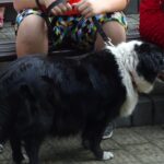 Kazimierza Wielka. Pierwsza Kazimierska Parada Psów / Kamil Włosowicz / Radio Kielce