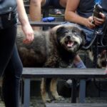 Kazimierza Wielka. Pierwsza Kazimierska Parada Psów / Kamil Włosowicz / Radio Kielce