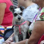 Kazimierza Wielka. Pierwsza Kazimierska Parada Psów / Kamil Włosowicz / Radio Kielce