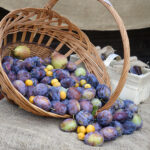 Szydłów. 21. Święto Śliwki / Karol Wójcik / Radio Kielce