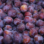 Szydłów. 21. Święto Śliwki / Karol Wójcik / Radio Kielce