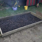 Szydłów. 21. Święto Śliwki / Karol Wójcik / Radio Kielce