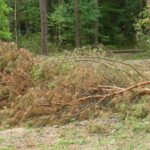 Starachowice. Drzewa w okolicy zalewu Lubianka zaatakowane przez kornika ostrozębnego / Anna Głąb / Radio Kielce