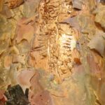 Starachowice. Drzewa w okolicy zalewu Lubianka zaatakowane przez kornika ostrozębnego / Anna Głąb / Radio Kielce