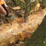 Starachowice. Drzewa w okolicy zalewu Lubianka zaatakowane przez kornika ostrozębnego / Anna Głąb / Radio Kielce