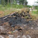 Starachowice. Drzewa w okolicy zalewu Lubianka zaatakowane przez kornika ostrozębnego / Anna Głąb / Radio Kielce