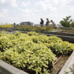 22.07.2018 Kielce. Ogród botaniczny / Jarosław Kubalski / Radio Kielce