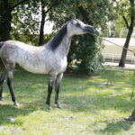 09.08.2018 Michałów. Stadnina koni. Klacz Elbera / Jarosław Kubalski / Radio Kielce