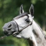 09.08.2018 Michałów. Stadnina koni. Klacz Elbera / Jarosław Kubalski / Radio Kielce