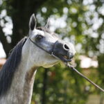 09.08.2018 Michałów. Stadnina koni. Klacz Elbera / Jarosław Kubalski / Radio Kielce