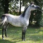 09.08.2018 Michałów. Stadnina koni. Klacz Elbera / Jarosław Kubalski / Radio Kielce