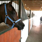 09.08.2018 Michałów. Stadnina koni / Jarosław Kubalski / Radio Kielce