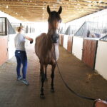 09.08.2018 Michałów. Stadnina koni / Jarosław Kubalski / Radio Kielce