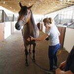 09.08.2018 Michałów. Stadnina koni / Jarosław Kubalski / Radio Kielce