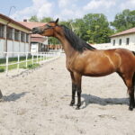 09.08.2018 Michałów. Stadnina koni. Klacz Elawira / Jarosław Kubalski / Radio Kielce