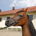 09.08.2018 Michałów. Stadnina koni. Klacz Elawira / Jarosław Kubalski / Radio Kielce