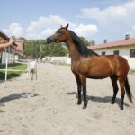 09.08.2018 Michałów. Stadnina koni. Klacz Elawira / Jarosław Kubalski / Radio Kielce