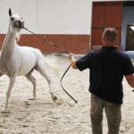 09.08.2018 Michałów. Stadnina koni. Klacz Prosaria / Jarosław Kubalski / Radio Kielce