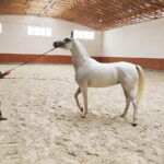 09.08.2018 Michałów. Stadnina koni. Klacz Prosaria / Jarosław Kubalski / Radio Kielce