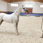 09.08.2018 Michałów. Stadnina koni / Jarosław Kubalski / Radio Kielce