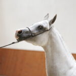 09.08.2018 Michałów. Stadnina koni. Klacz Prosaria / Jarosław Kubalski / Radio Kielce