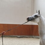 09.08.2018 Michałów. Stadnina koni. Klacz Prosaria / Jarosław Kubalski / Radio Kielce